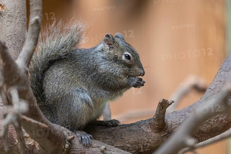 One Père David's rock squirrel (Sciurotamias davidianus), also known as the Chinese rock squirrel sitting on a branch, feeding