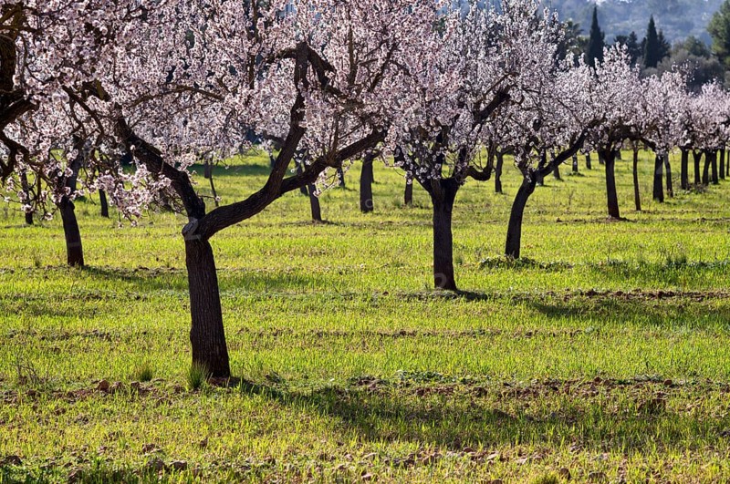 Almond blossom, almond trees, plantation, Bermuda buttercup (Oxalis pes-caprae), also known as low wood sorrel, Santa Maria del Camí, Calvià, Majorca, Balearic Islands, Balearic Islands, Spain, Europe