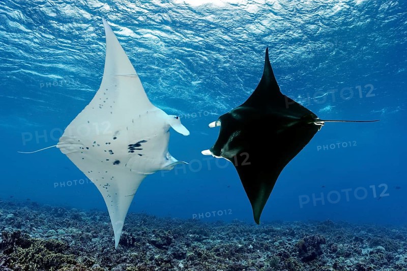 Two reef manta rays (Manta alfredi), circling each other, swimming over coral reef, Tuamotu Archipelago, French Polynesia, South Pacific, Pacific Ocean, Oceania