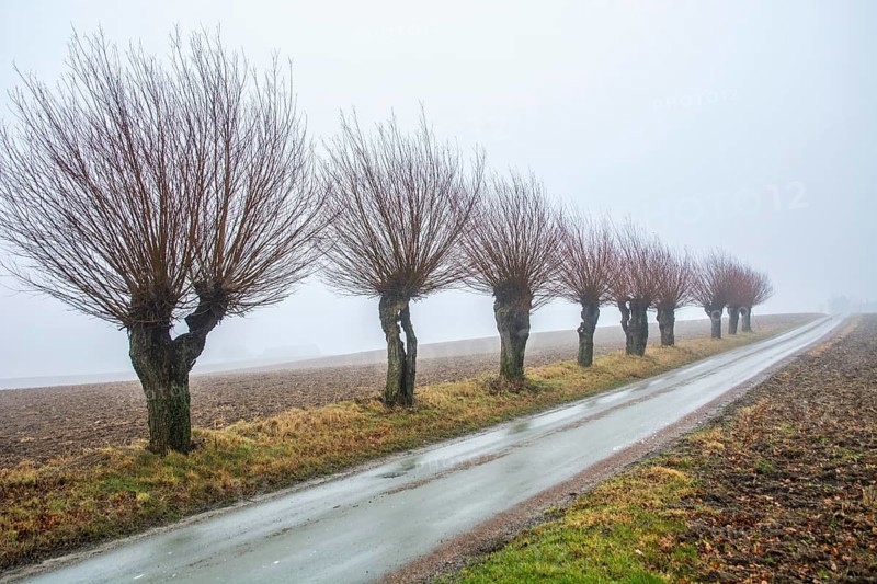 Willow trees (Salix) in foggy landscape in winter in Katslösa, Skurup Municipality, Skåne County, Sweden, Scandinavia, Europe