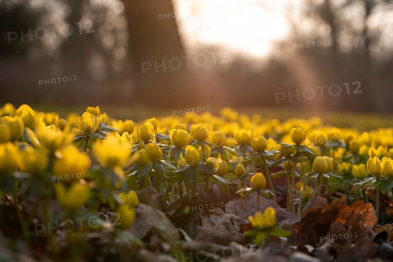 Winter aconites in spring with sunshine, from the ground in the forest, Germany, Europe