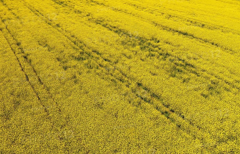 Aerial view of a rape field in summer, agricultural landscape, Innviertel, Upper Austria, Austria, Europe