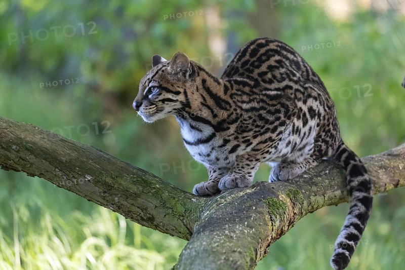 One Ozelot, Leopardus pardalis, resting on a fallen tree with green vegetation in the background