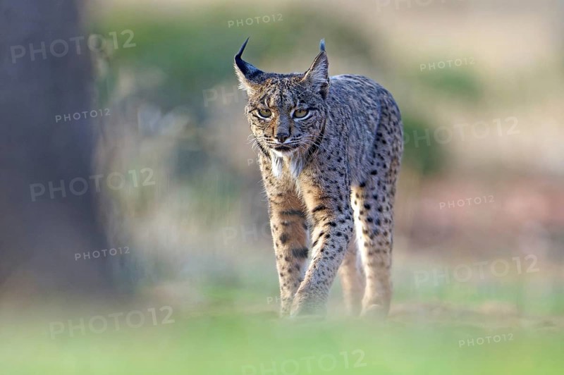 Lynx pardinus, Castilla-La Mancha, Spain, Europe