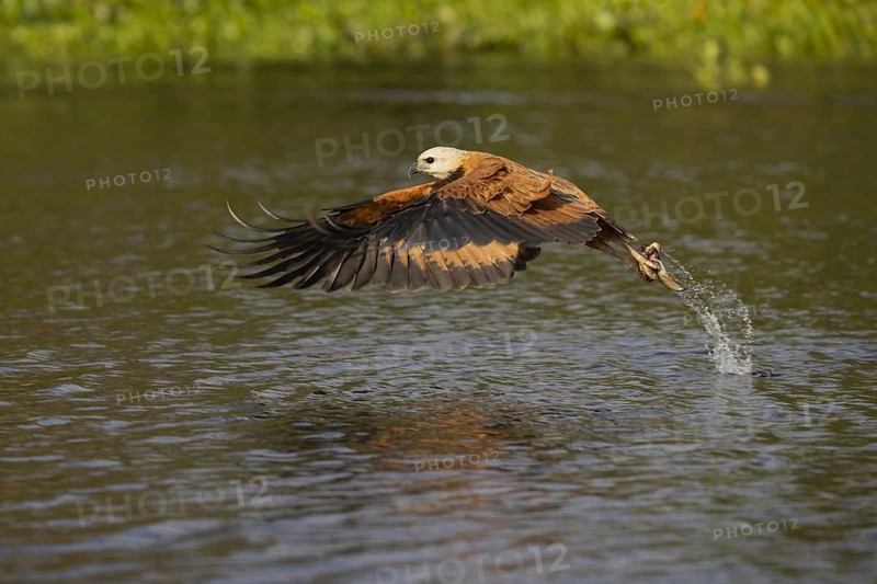 Fish hawk (Busarellus nigricollis), with fish, Pantanal, Brazil, South America