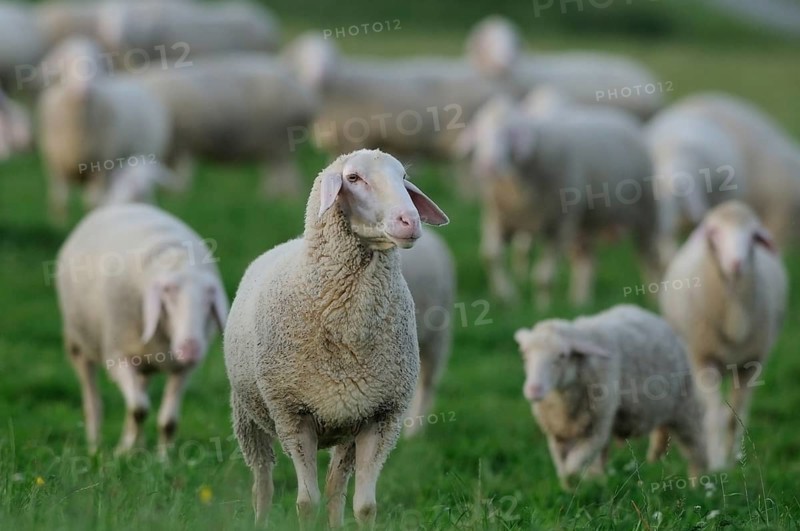 A flock of sheep standing close together in a green meadow, domestic sheep (Ovis orientalis aries), Bavaria