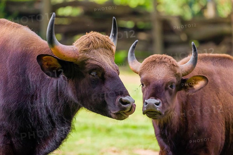 A male and a female Gaur (Bos gaurus gaurus) stand side by side on a green meadow