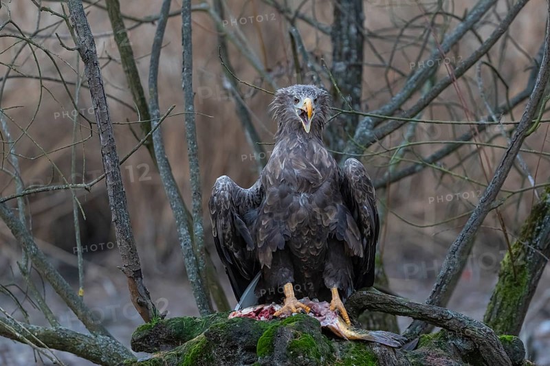 One white-tailed eagle (Haliaeetus albicilla) sitting on a small hammock feeding on a common carp. Fall foliage in late light in the background