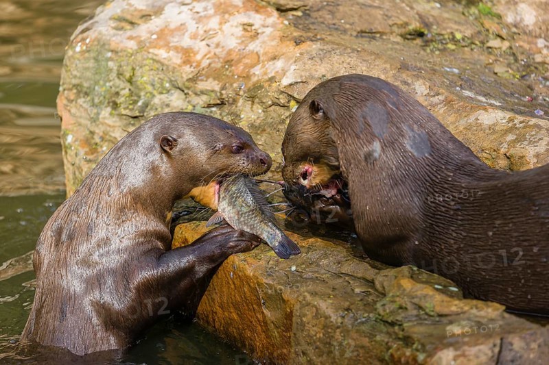 Two giant otter or giant river otter (Pteronura brasiliensis) sit on a rock in the shallow water of a small river and eat a catfish