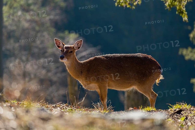 One female Manchurian sika deer or Dybowski's sika deer (Cervus nippon mantchuricus or Cervus nippon dybowskii) stands at a forest edge on hilly ground. Backlight