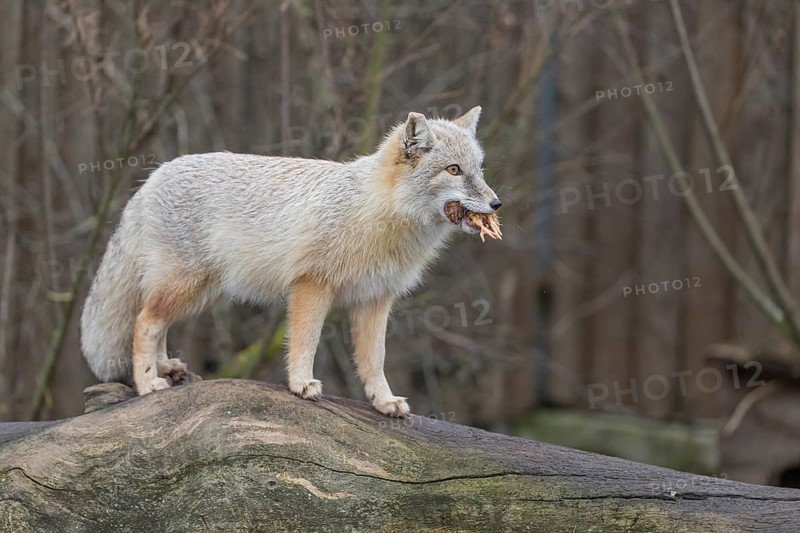 One corsac fox (Vulpes corsac) standing on a log with a chicken in his mouth