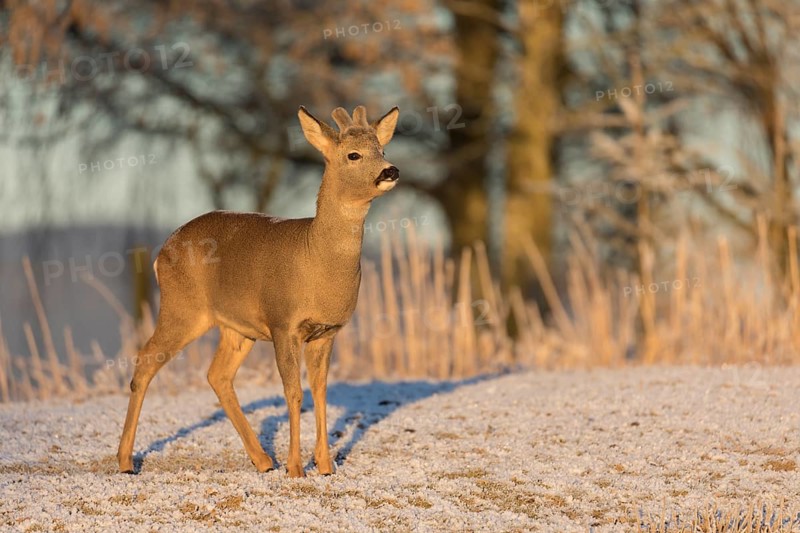 Roe deer on hoar frosted meadow at minus 15 °C at sunrise. Trees and dead stinging nettle in background