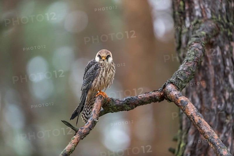 One female red-footed falcon (Falco vespertinus) sitting on a branch of a tree in a forest. Green vegetation in the background