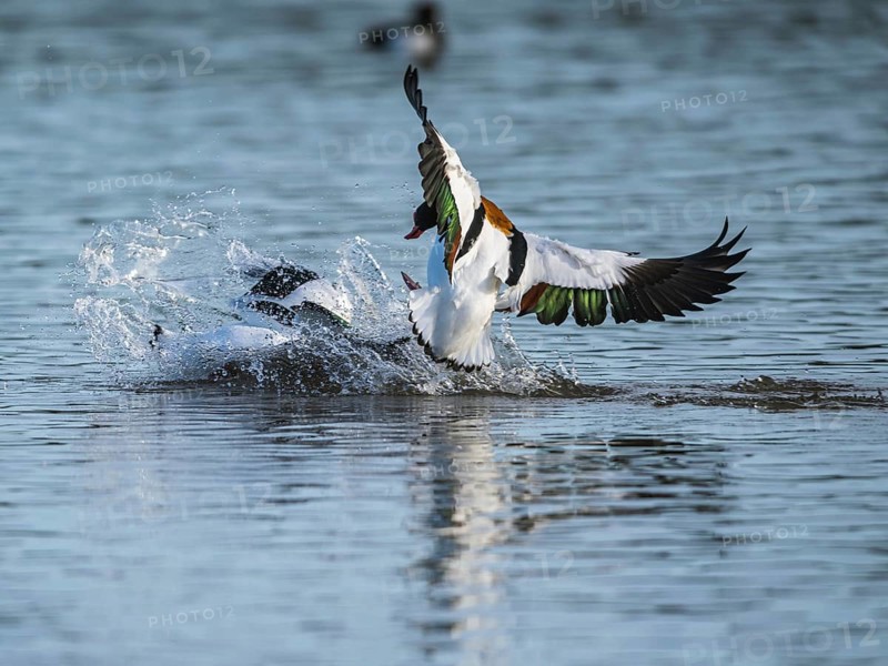 Common Shelduck, Tadorna tadorna, birds in fight over winter marshes