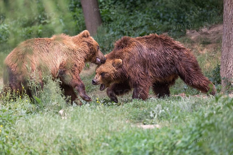 Two Kamchatka brown bear (Ursus arctos piscator), play fighting in a forest. Some green vegetation in the background