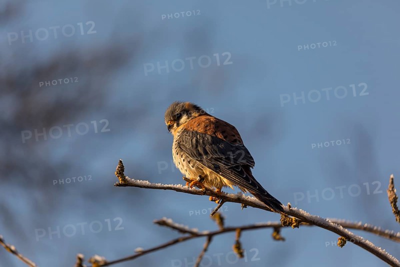 One American kestrel (Falco sparverius) sitting on a twig in early morning light with a blue sky in the background