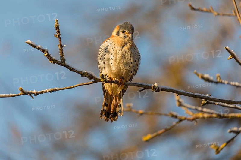 One American kestrel (Falco sparverius) sitting on a twig in early morning light with a blue sky in the background
