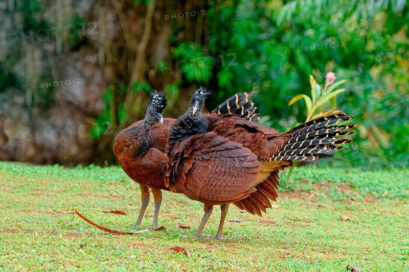 Two Female Great Curassow (Crax rubra) on grass, Costa Rica, Central America