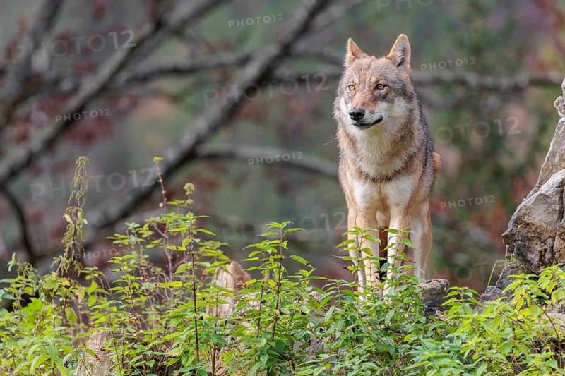 A female grey wolf (Canis lupus lupus) stands on a lying tree trunk in next to a rock on the top of a small hill