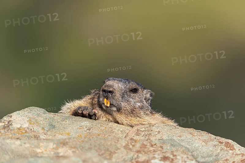 One adult Alpine Marmot, Marmota marmota resting on a rocky rim
