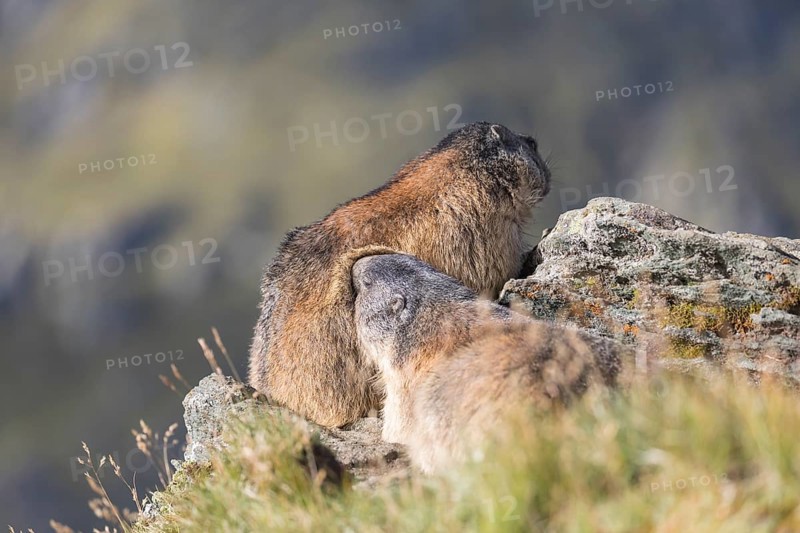 Two adult Alpine Marmot, Marmota marmota, grooming each other. Mountains in the distant background. Grossglockner high alpine road, Hohe Tauern National Park