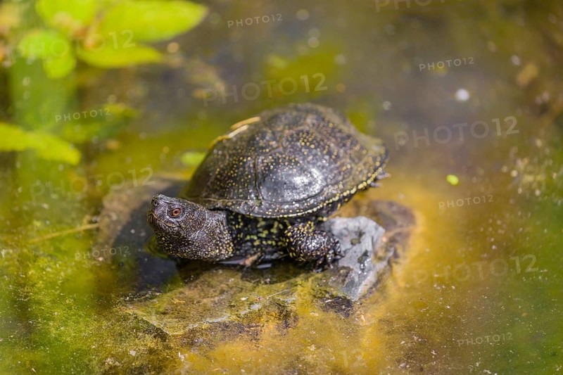 A European pond turtle (Emys orbicularis), rests on a stone lying in a pond