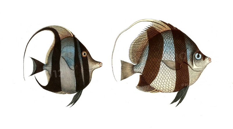 Fish, fish, left: Genus butterflyfish, butterflyfish, Chaetodon cornutus, the sea heron. right: genus butterflyfish, Chaetodon macrolepidotus, large-scaled clownfish, Historical, digitally restored reproduction from a 19th century original, Record date not stated