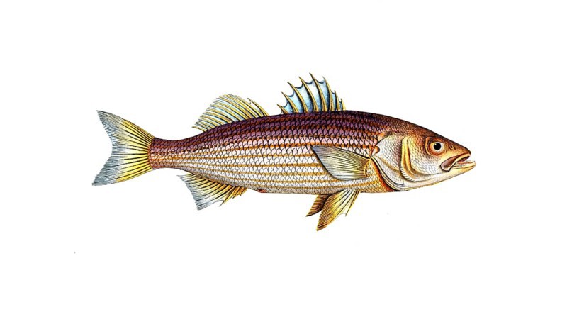 Fish, Fish, Striped bass, genus of the umber family, Sciaena lineata, lined umber, rock bass, banded umber, lineated umber, Atlantic striped bass, striper, linesider, Historical, digitally restored reproduction from a 19th century original, Record date not stated