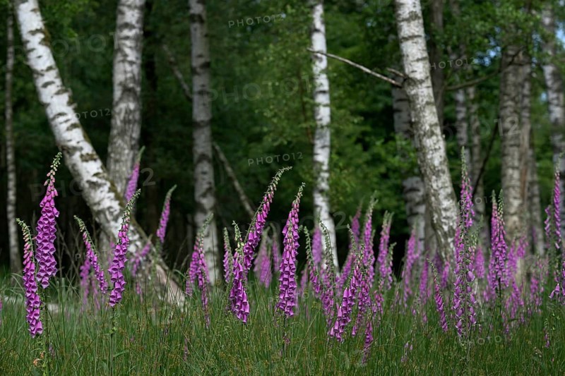 Common foxglove (Digitalis purpurea) and birch trees (Betula pendula), Lower Rhine, North Rhine-Westphalia, Germany, Europe