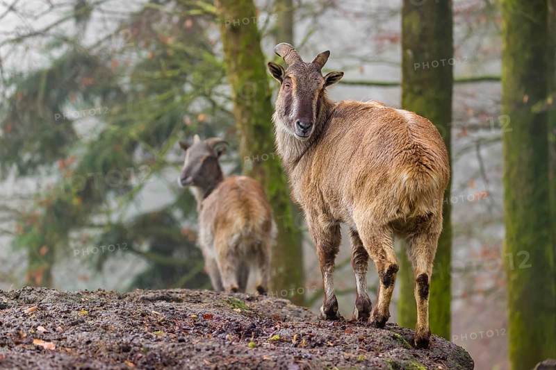Two female Himalayan Tahr (Hemitragus jemlahicus) stand in the forest on a foggy day