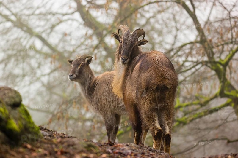 A male and a female Himalayan Tahr (Hemitragus jemlahicus) stand in the forest on a foggy day