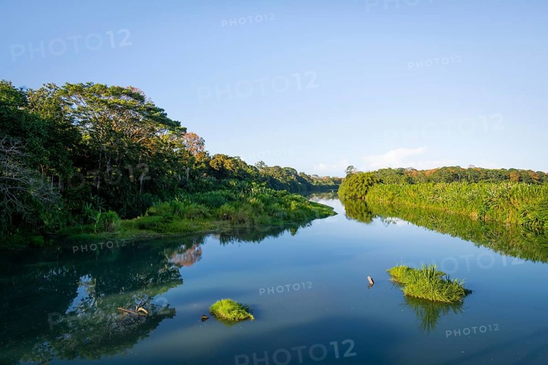 Calm river, dense vegetation with tropical rainforest, Limón province, Costa Rica, Central America