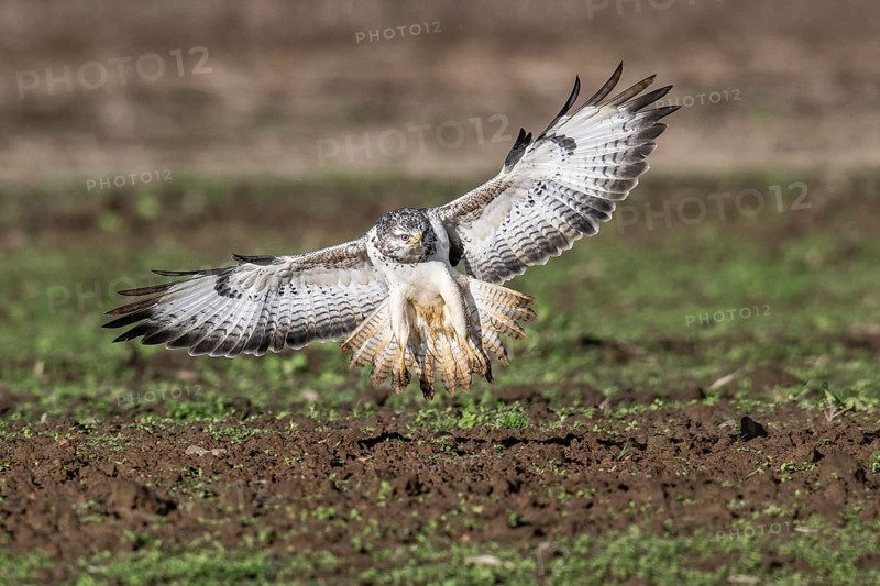 Common buzzard (Buteo buteo), flying, Emsland, Lower Saxony, Germany, Europe