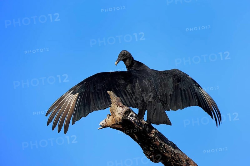 Raven Vulture (Coragyps atratus), adult, alert, on tree, perch, spreading wings, Merritt Island, Black Point Wildlife Drive, Florida, USA, North America Florida, USA, North America