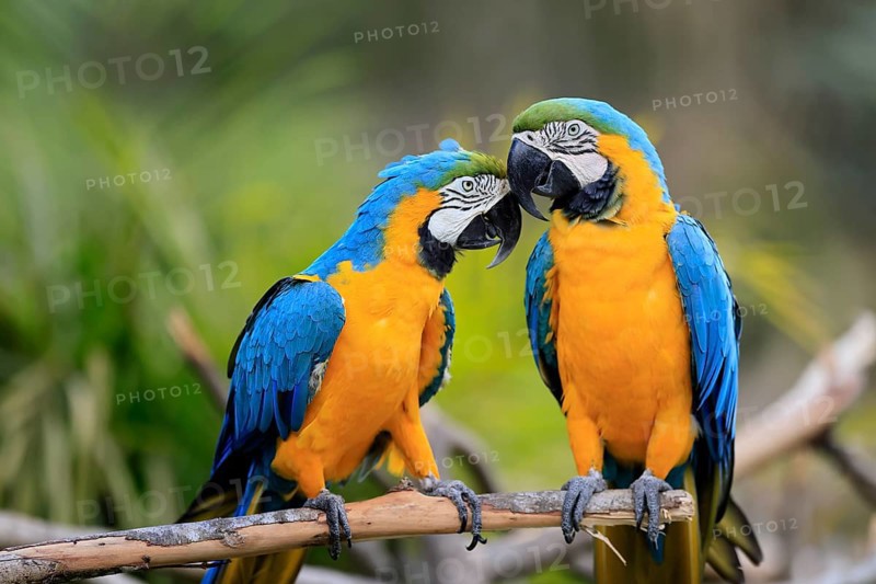 Yellow-breasted Macaw (Ara ararauna), adult, in perch, pair, social behaviour, South America
