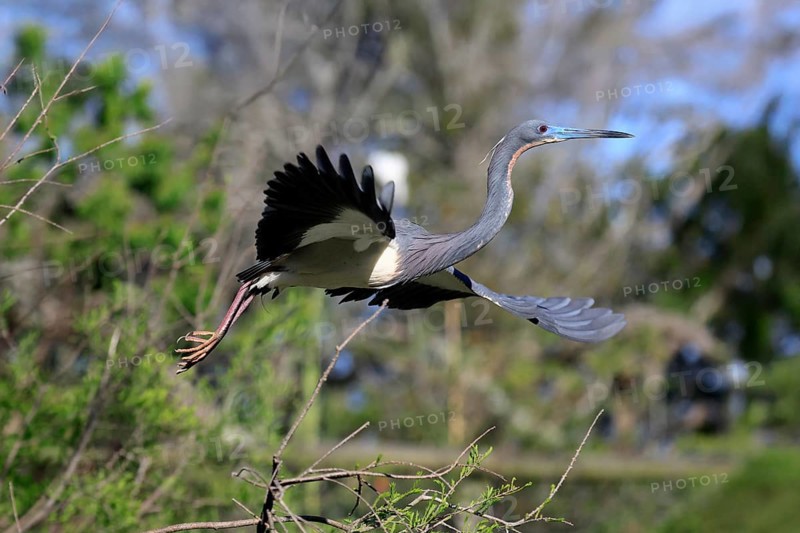 Tricoloured Heron (Egretta tricolor), adult, flying, soaring, St. Augustine, Florida, USA, North America