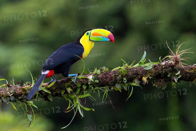 Fishing Toucan (Ramphastos sulfurantus), Toucans (Ramphastidae), Laguna del Lagarto Lodge, Alajuela, Costa Rica, Central America