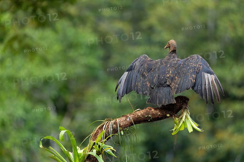 Raven vulture (Coragyps atratus), vulture birds (Aegypiinae), Laguna del Lagarto Lodge, Alajuela, Costa Rica, Central America