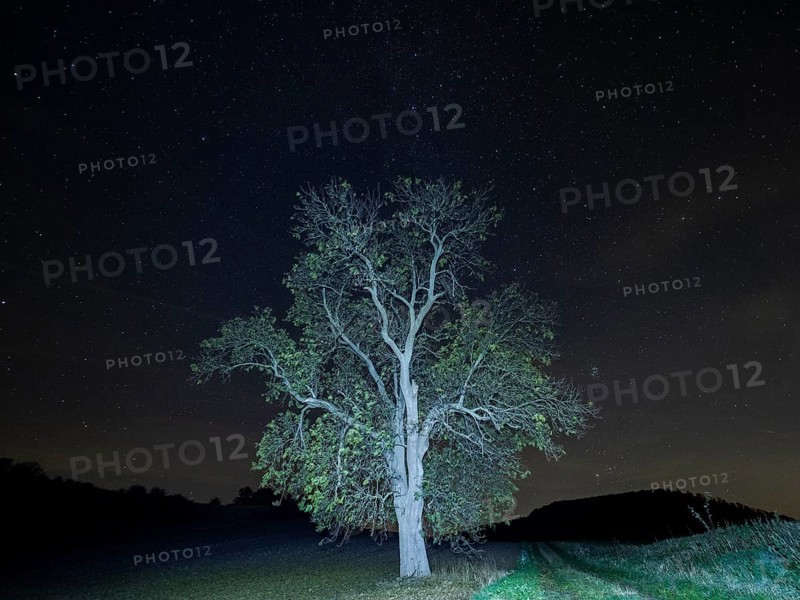 Milky Way and star covered sky in October at night, with an solitary Common Ash tree (Fraxinus excelsior), standing on a field, illuminated with a torch, North Hesse, Germany, Europe