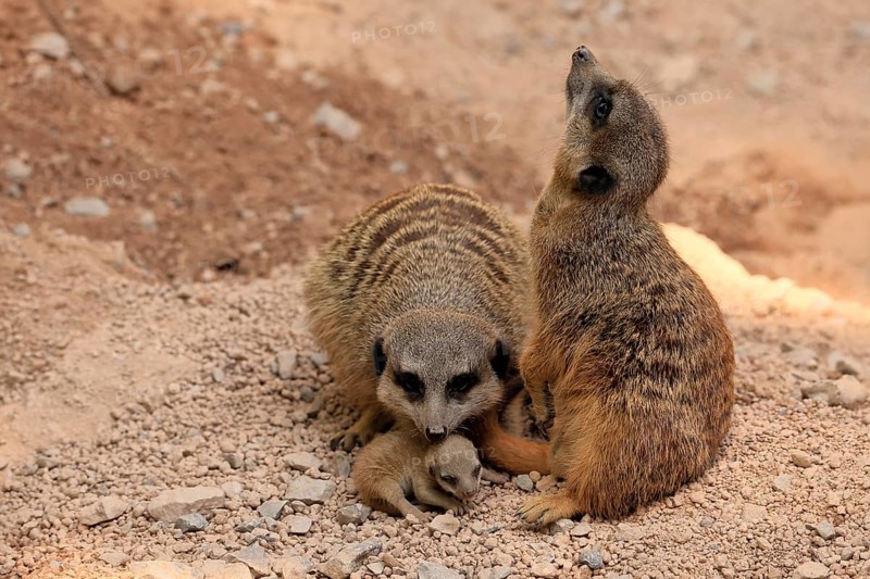 Tiger nut (Suricata suricatta), adult, two adults, juvenile, newborn, baby, at the burrow, social behaviour
