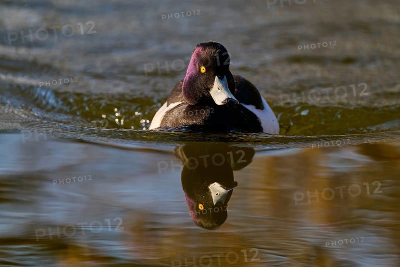 Tufted duck (Aythya fuligula), drake swimming on the water showing its reflection, spring, Bavaria, Germany, Europe