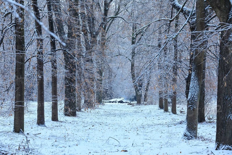 Section of the lime tree avenue (Tilia) Pieschener Allee in the snow in the morning, Ostragehege, Dresden, Saxony, Germany, Europe