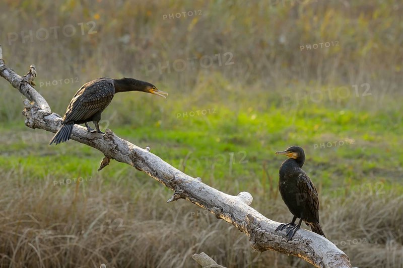 Cormorants (Phalacrocorax carbo), sitting, open beak, sun, Lower Austria