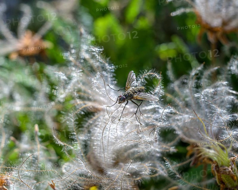 Clematis with fly, Villar-d'Arêne, Département Hautes-Alpes, France, Europe