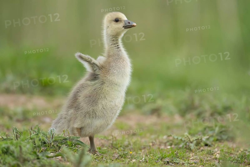 Greylag goose (Anser anser) juvenile baby gosling bird stretching its wings on grassland, England, United Kingdom, Europe