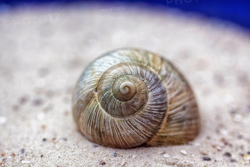 Empty snail shell in the sand, shell, spiral, shell, decoration, symbolic photo cycle of life, Tao, infinity, Fibonacci pattern