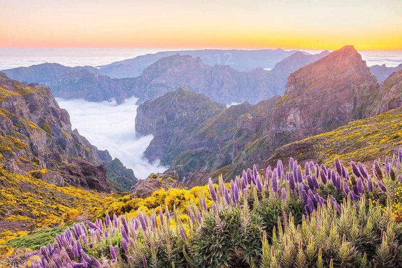 View from Pico do Arieiro of mountains over clouds with Pride of Madeira flowers and blooming Cytisus shrubs after sunset. Madeira island, Portugal, Europe