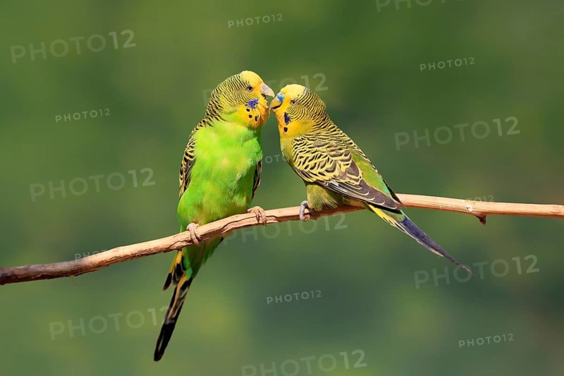 Budgerigar (Melopsittacus undulatus), adult, pair, male, female, two, in perch, courtship, social behaviour, Australia, Oceania