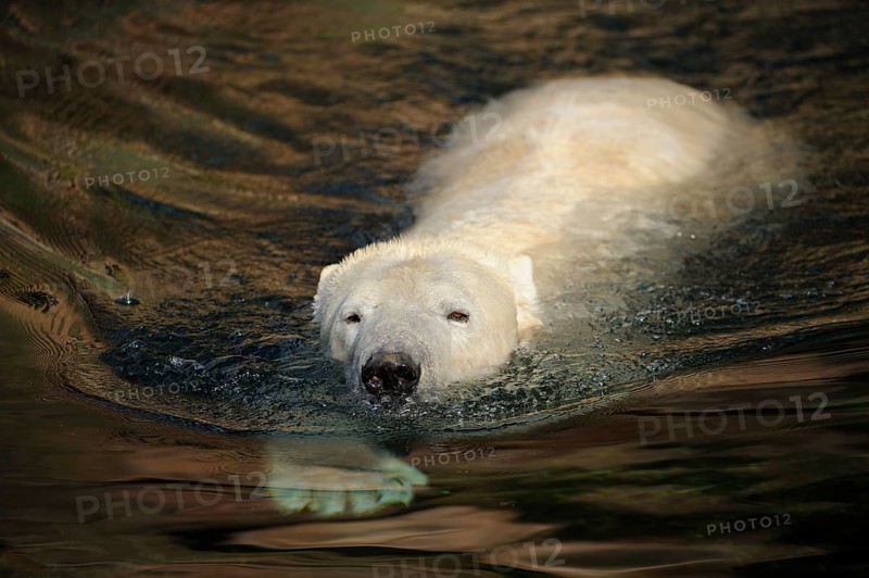 A polar bear swimming calmly on the water, polar bear (Ursus maritimus), captive