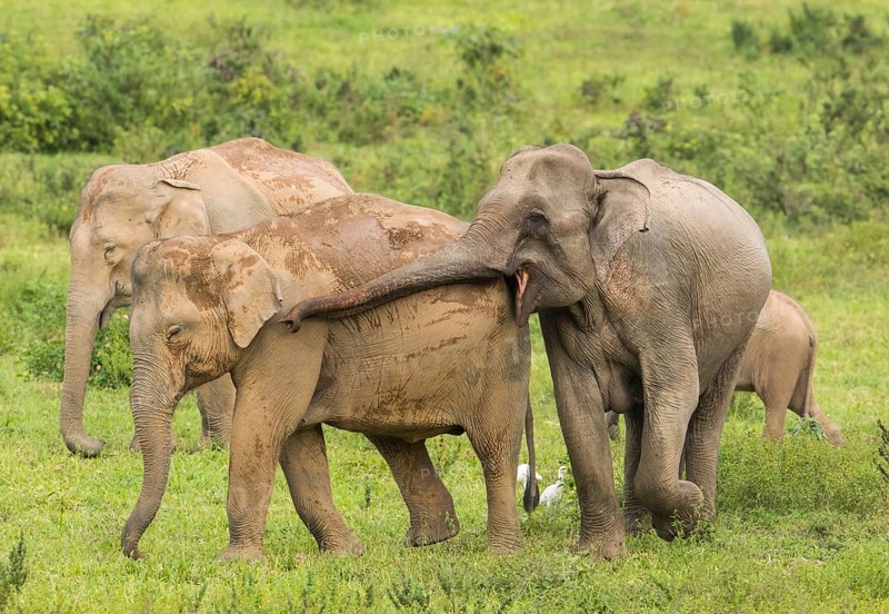 Indian elephants (Elephas maximus indicus), Khiri Khan, Hua Hin, Kui Buri National Park, Thailand, Asia